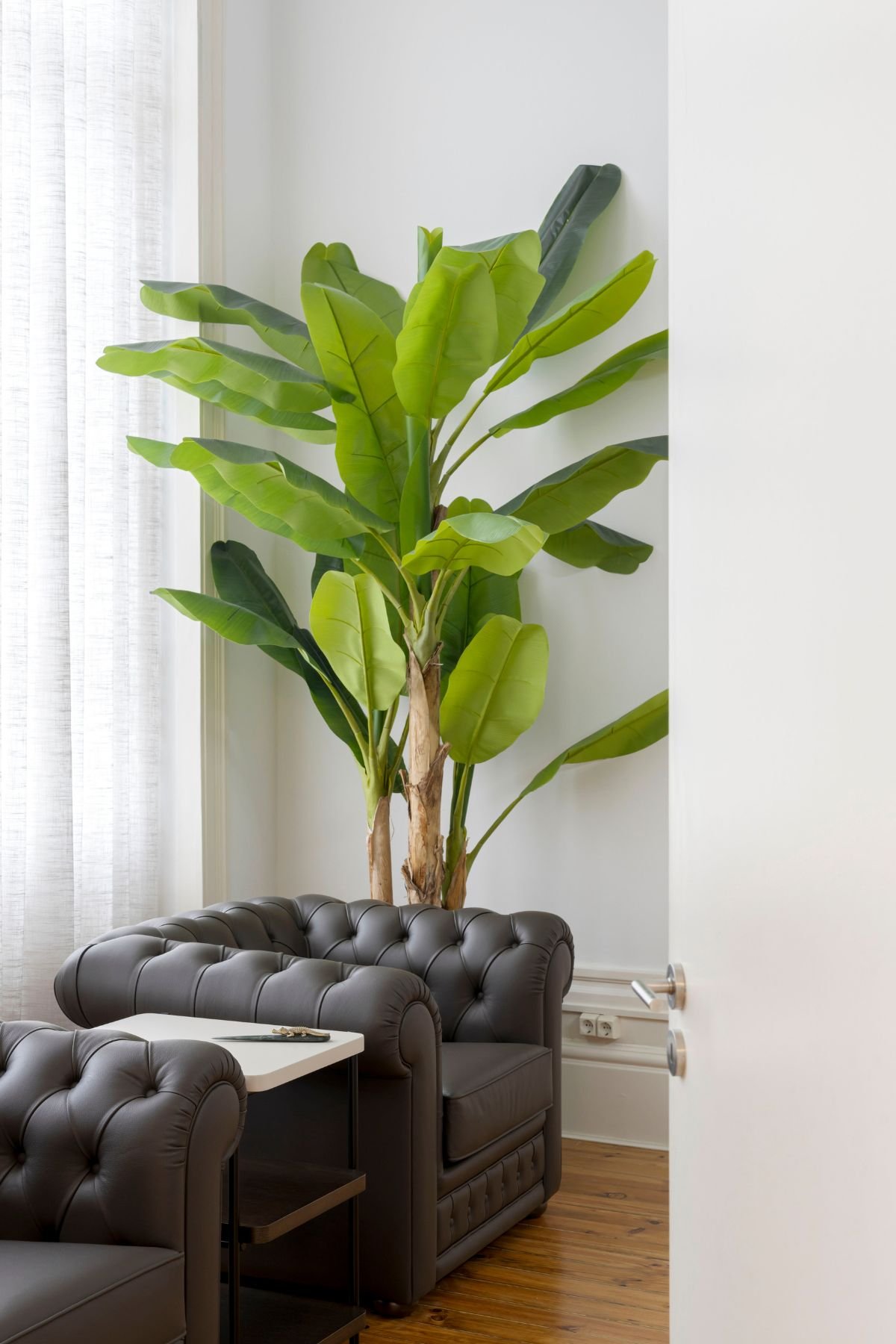Cadeirões de pele estilo capitonê ao lado de mesa de apoio e planta de folhas largas em espaço de escritório moderno.